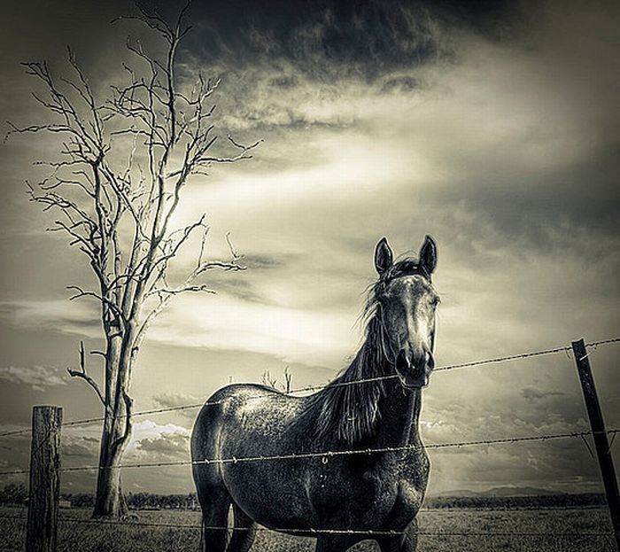 Animals in HDR