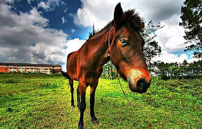 Animals in HDR