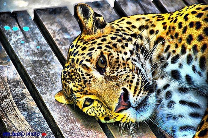 Animals in HDR