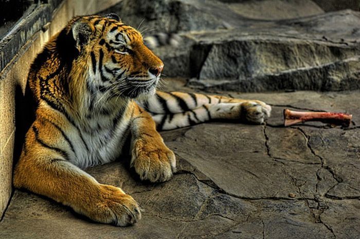Animals in HDR