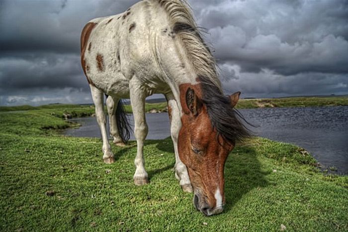 Animals in HDR