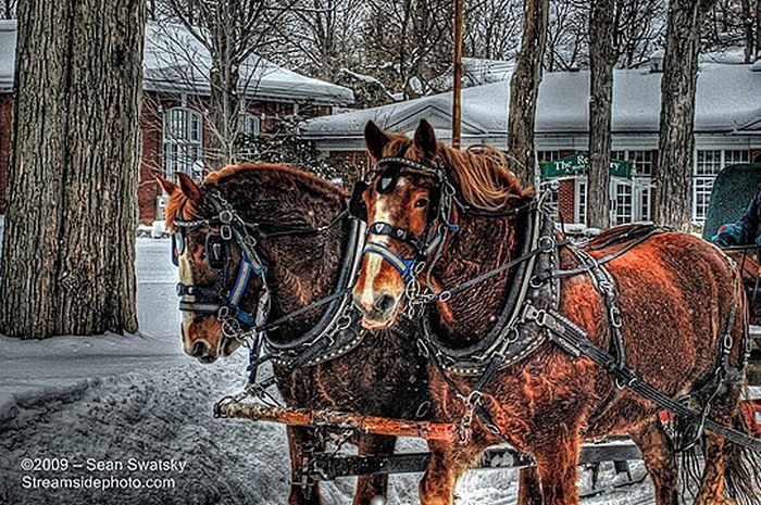 Animals in HDR