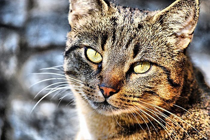 Animals in HDR