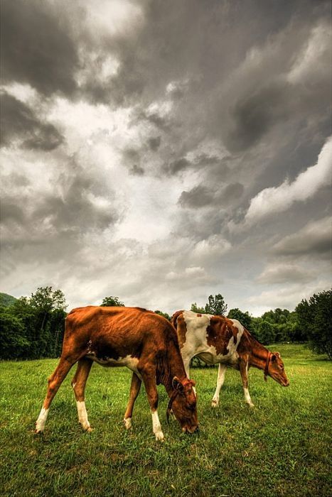 Animals in HDR