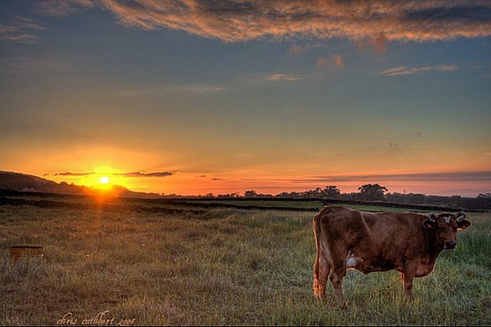 Animals in HDR