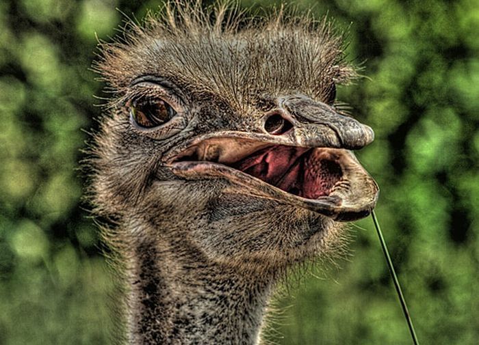 Animals in HDR