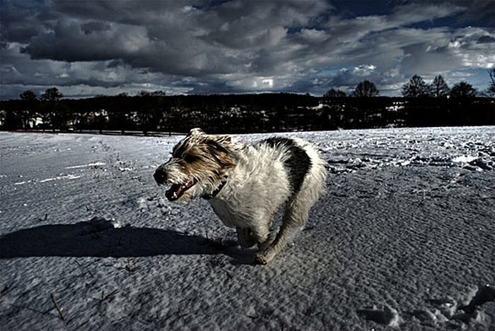 Animals in HDR