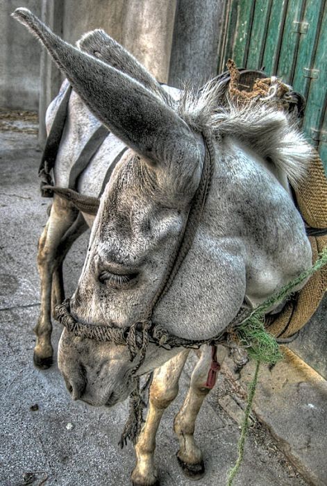 Animals in HDR