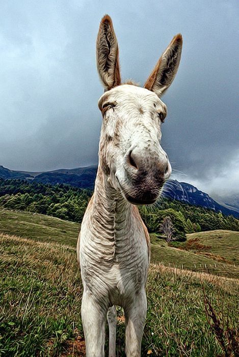 Animals in HDR