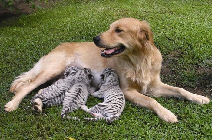 animal adoptions