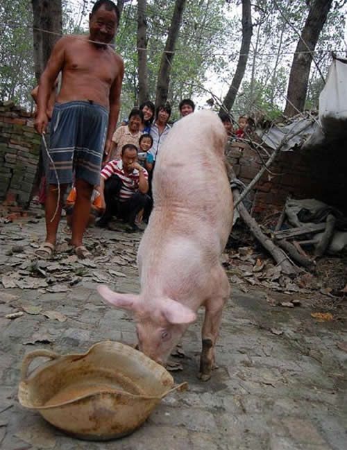 Zhu Jianqiang, two-legged pig