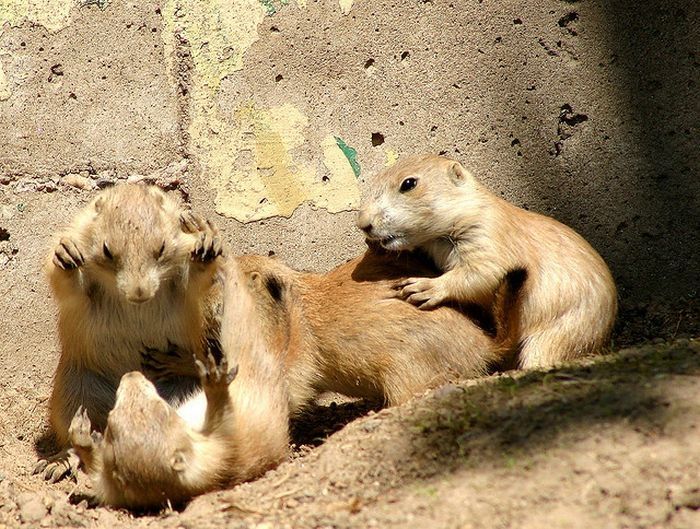 animals defend their territory