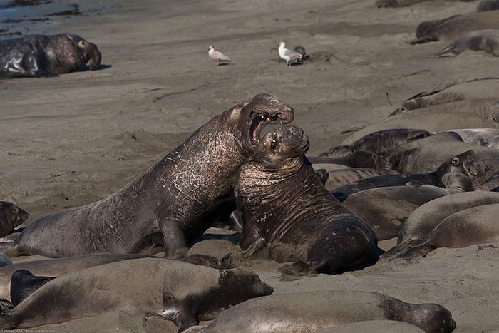 animals defend their territory