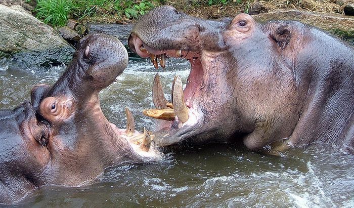 animals defend their territory