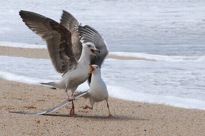 animals defend their territory