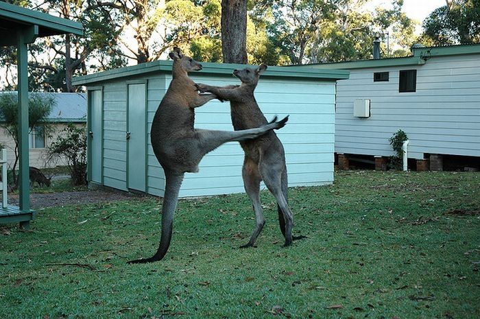 animals defend their territory