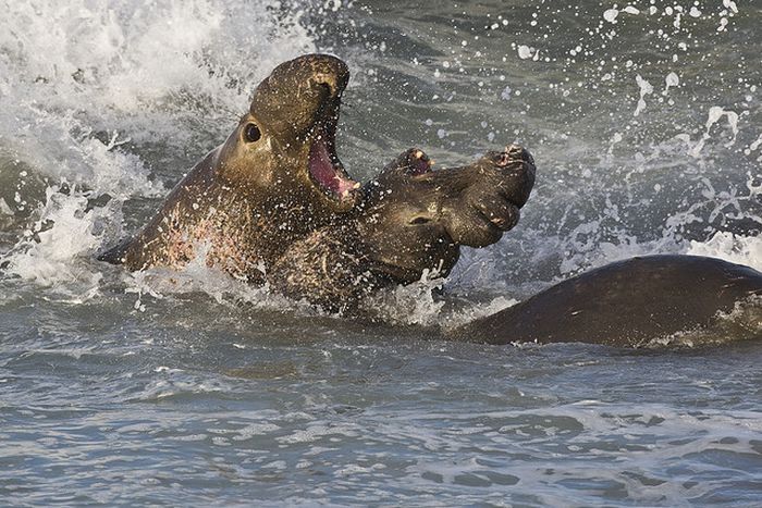 animals defend their territory