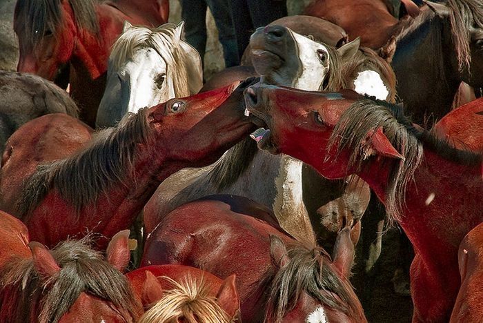 animals defend their territory