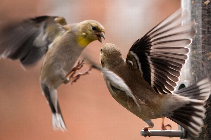 animals defend their territory