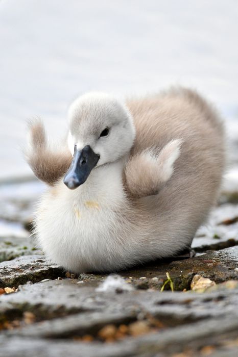 cygnets, young swans