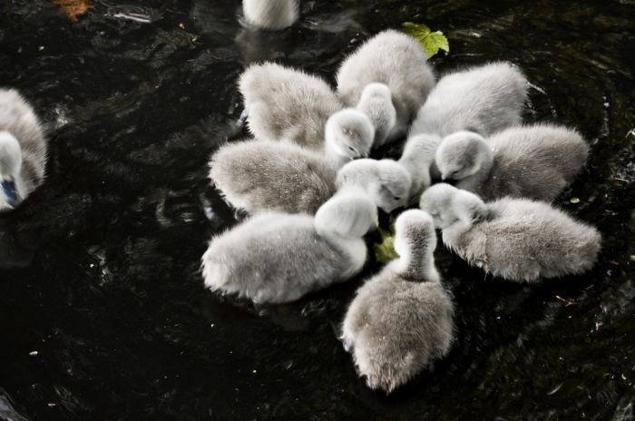 cygnets, young swans