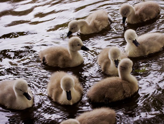 cygnets, young swans