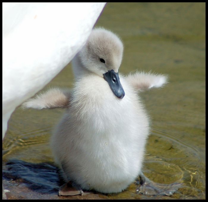 cygnets, young swans