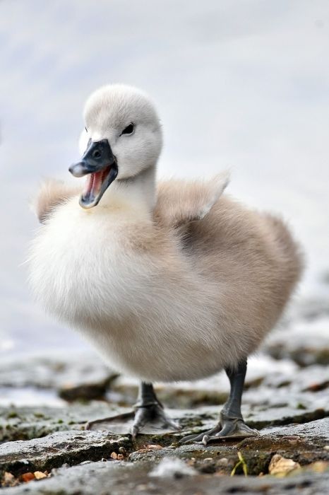 cygnets, young swans