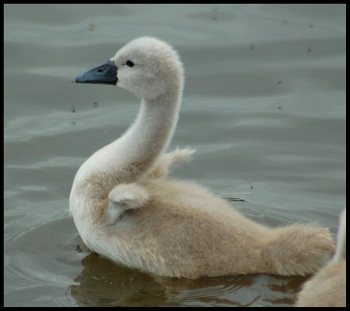 cygnets, young swans