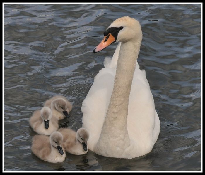 cygnets, young swans