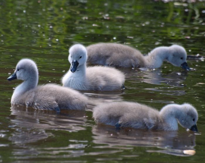 cygnets, young swans