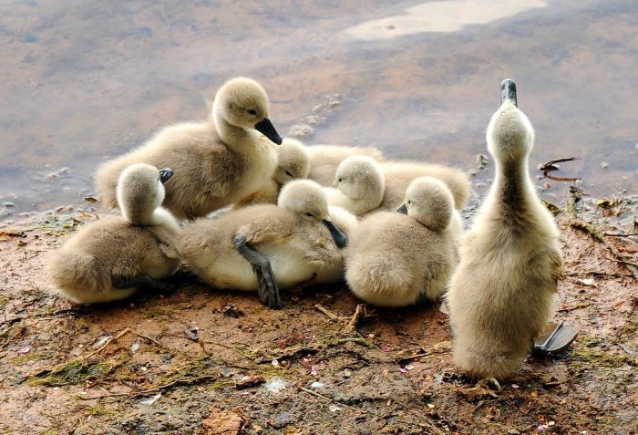 cygnets, young swans