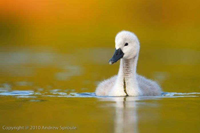 cygnets, young swans