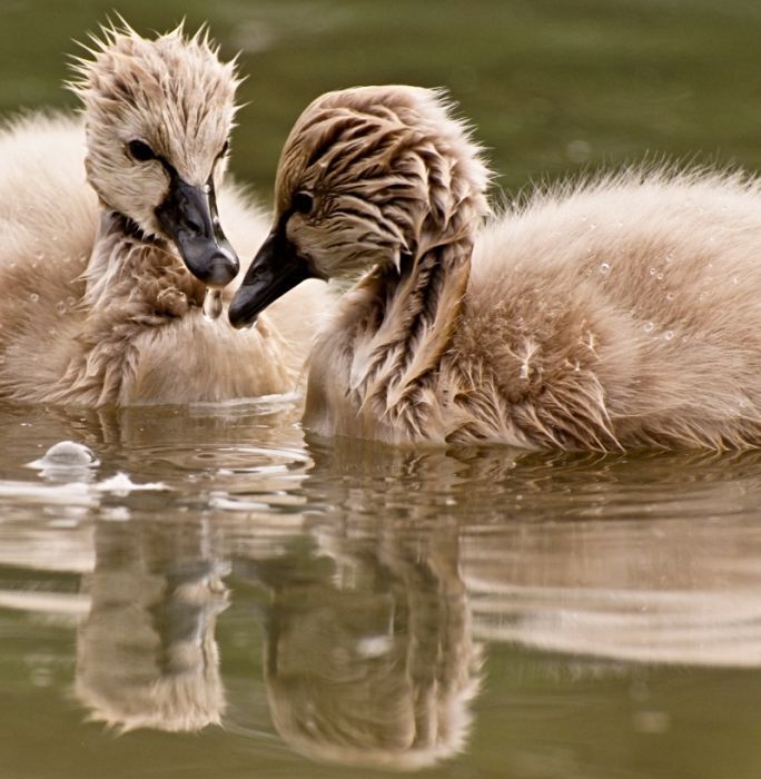 cygnets, young swans