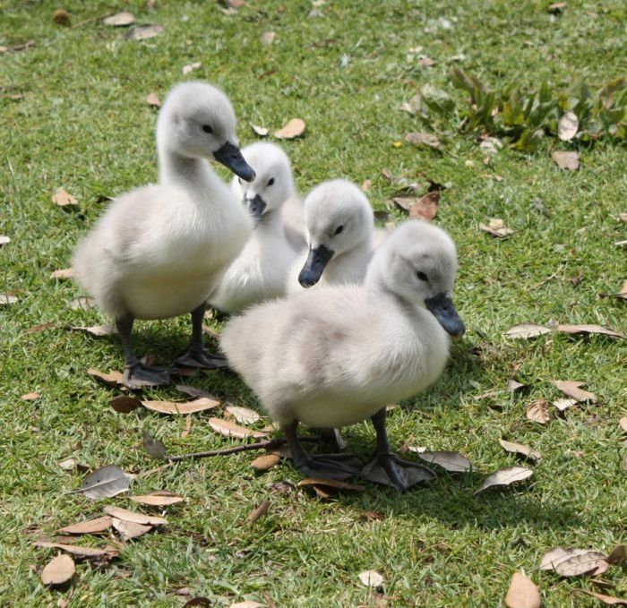 cygnets, young swans