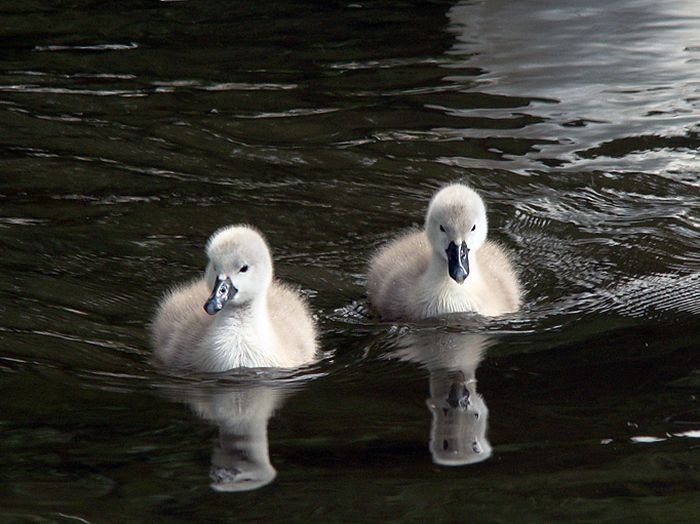 cygnets, young swans