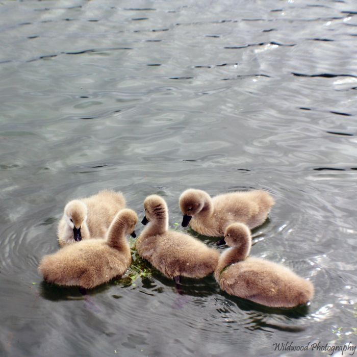 cygnets, young swans