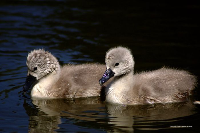 cygnets, young swans