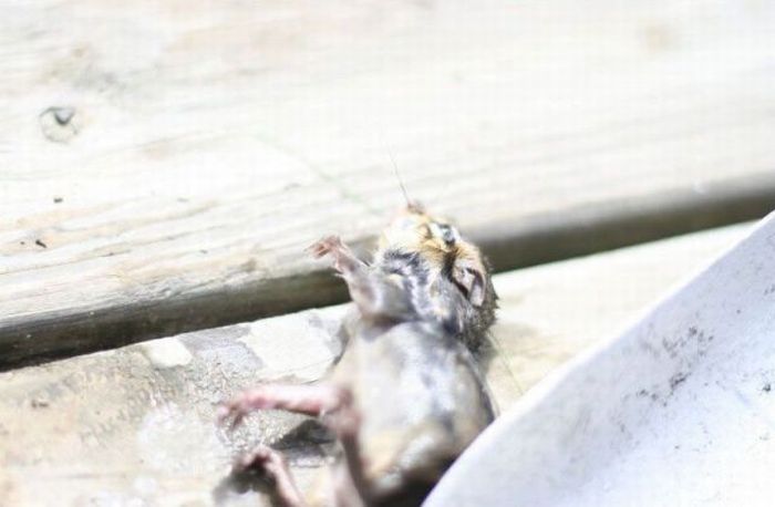 frog and the chipmunk
