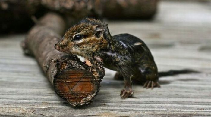 frog and the chipmunk