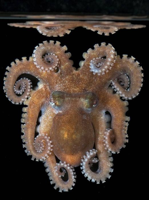 underwater creature