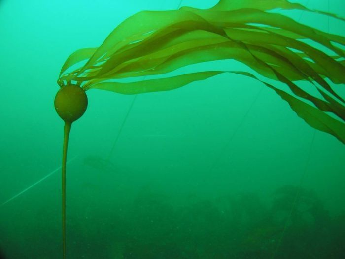 underwater creature