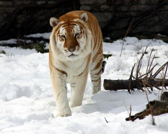 golden tabby tiger