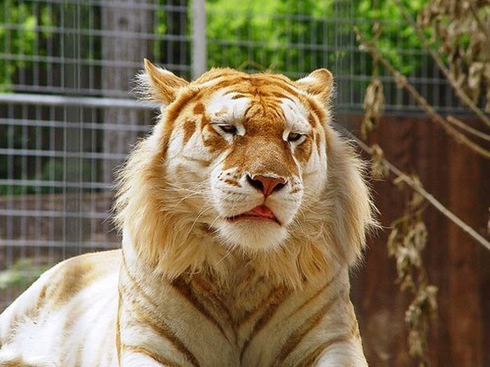 golden tabby tiger