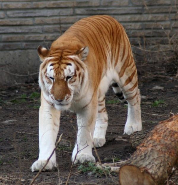 golden tabby tiger