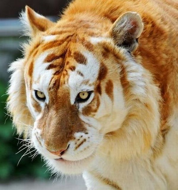 golden tabby tiger