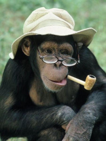 smoking monkey