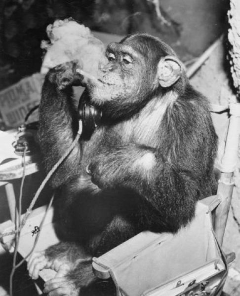 smoking monkey