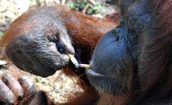smoking monkey
