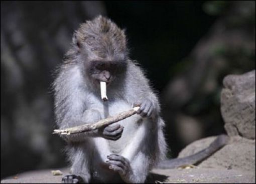 smoking monkey